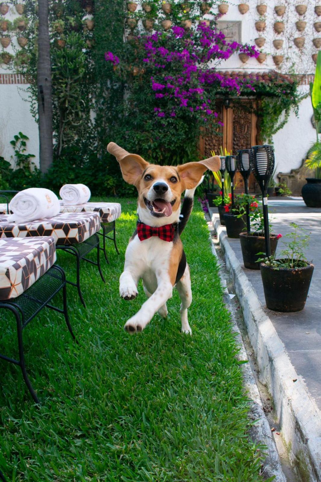 Hotel Boutique La Mansion Guadalajara Dış mekan fotoğraf